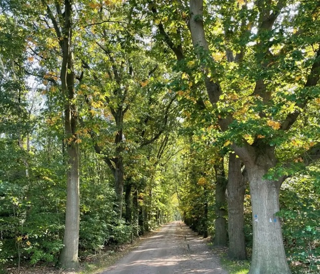 brummelweg-medium