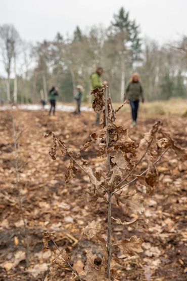 aanpoot bomen