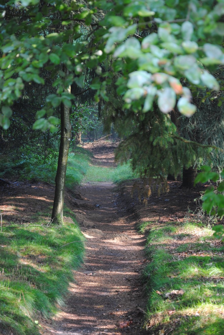 Bospad wandelpad (Middel)